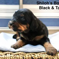 Shiloh’s Blonde Boy, a male Aussiedoodle for sale in Burkesville, KY – Photo 2 of 3