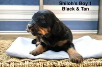 Shiloh’s Blonde Boy, a male Aussiedoodle for sale in Sacramento, CA – Photo 2 of 3