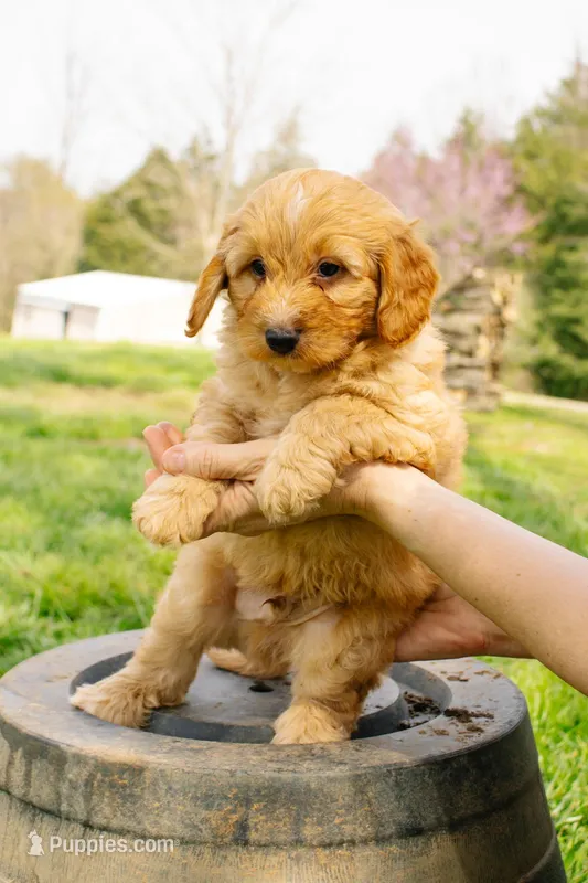 Henry – Aussiedoodle, Miniature Aussiedoodle puppy for sale in Burkesville, KY
