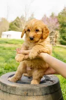 Henry, a male Aussiedoodle and Miniature Aussiedoodle for sale in Burkesville, KY – Photo 1 of 9