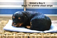Shiloh’s Red Merle Boy, a female Aussiedoodle for sale in Sacramento, CA – Photo 1 of 5