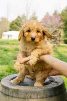 Henry, a male Aussiedoodle and Miniature Aussiedoodle for sale in Burkesville, KY – Photo 3 of 9