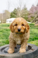 Henry, a male Aussiedoodle and Miniature Aussiedoodle for sale in Burkesville, KY – Photo 4 of 9