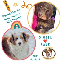 Caramello, a male Miniature Aussiedoodle for sale in Sacramento, CA – Photo 3 of 3