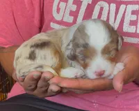 Caramello, a male Miniature Aussiedoodle for sale in Sacramento, CA – Photo 1 of 3