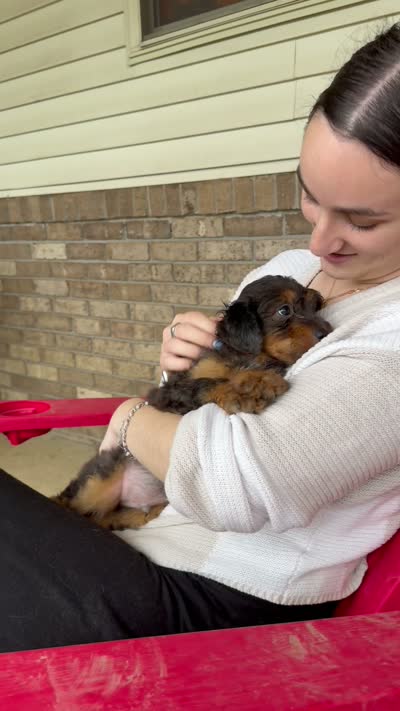 Orange Boy, a male Miniature Aussiedoodle for sale in Burkesville, KY – 5 of 6