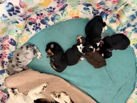 Aussie-Doxie Girl, a female Dachshund and Miniature Australian Shepherd for sale in Burkesville, KY – 7 of 8