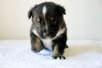 Buster - Black Tri, a male Miniature Australian Shepherd and Toy Australian Shepherd for sale in Burkesville, KY – 2 of 9
