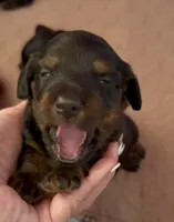 Greta’s Girl 2, a female Dachshund and Miniature Dachshund for sale in Burkesville, KY – 2 of 3
