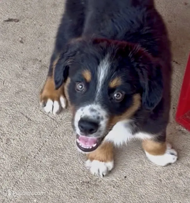 Mr. Freckles  – Australian Shepherd puppy for sale in Burkesville, KY