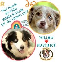 Frankie, a male Miniature Australian Shepherd for sale in Burkesville, KY – 4 of 7