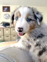 Frankie, a male Miniature Australian Shepherd for sale in Burkesville, KY – 1 of 7