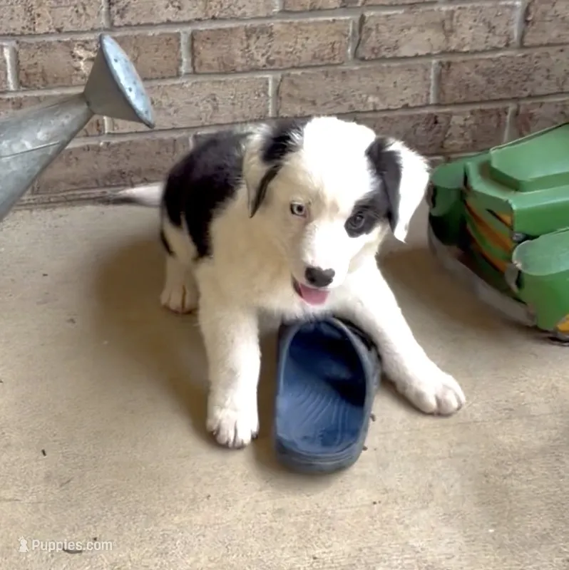 Patch – Australian Shepherd puppy for sale in Burkesville, KY