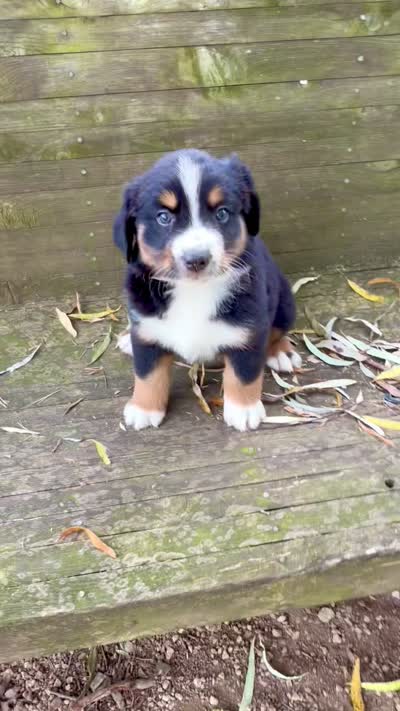 Mr. Freckles , a male Australian Shepherd for sale in Burkesville, KY – 2 of 2
