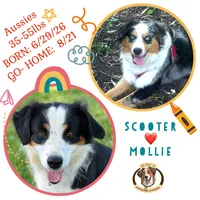 Mr. Pepper, a male Miniature Australian Shepherd for sale in Burkesville, KY – 6 of 7