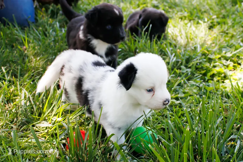 Bernadette - Freckles Blue Merle – Miniature Australian Shepherd puppy for sale in Burkesville, KY