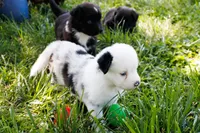 Bernadette - Freckles Blue Merle, a female Miniature Australian Shepherd for sale in Burkesville, KY – 1 of 10