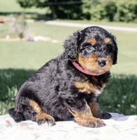 Willow, a female Miniature Aussiedoodle for sale in Burkesville, KY – 2 of 7