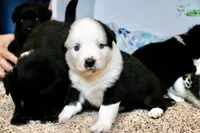 Buddy Blue Eyed Boy, a male Miniature Australian Shepherd for sale in Burkesville, KY – 7 of 10