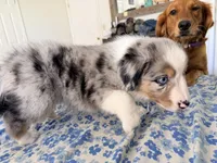 Frankie, a male Miniature Australian Shepherd for sale in Burkesville, KY – 7 of 7