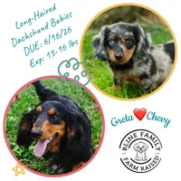 Greta’s Girl 2, a female Dachshund and Miniature Dachshund for sale in Burkesville, KY – 3 of 3