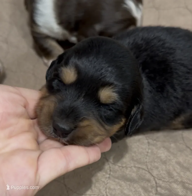 Aussie-Doxie Girl – Dachshund, Miniature Australian Shepherd puppy for sale in Burkesville, KY