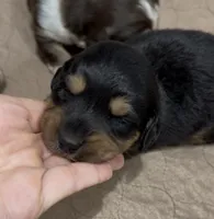 Aussie-Doxie Girl, a female Dachshund and Miniature Australian Shepherd for sale in Burkesville, KY – 1 of 8