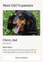 Black & Tan Long-Haired, a  Dachshund and Miniature Dachshund for sale in Burkesville, KY – 6 of 10