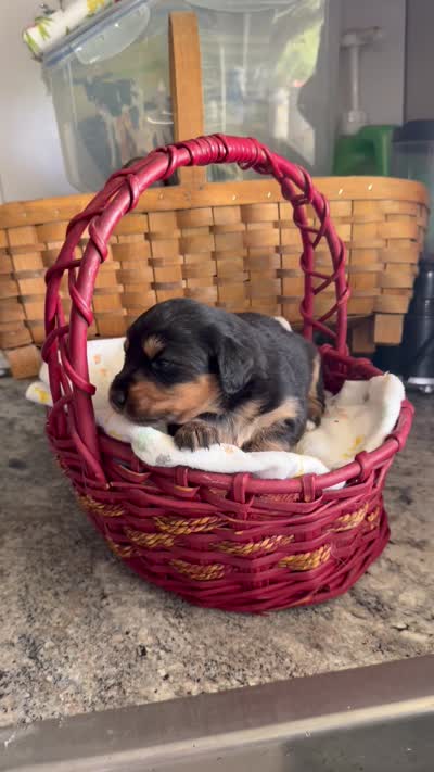 Aussie-Doxie Blk Tri Girl 4, a female Dachshund and Miniature Australian Shepherd for sale in Burkesville, KY – 5 of 5