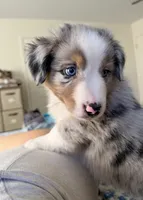 Frankie, a male Miniature Australian Shepherd for sale in Burkesville, KY – 3 of 7