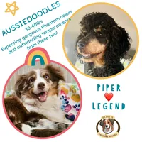 Piper’s Aussiedoodles, a  Aussiedoodle and Miniature Aussiedoodle for sale in Burkesville, KY – 2 of 3