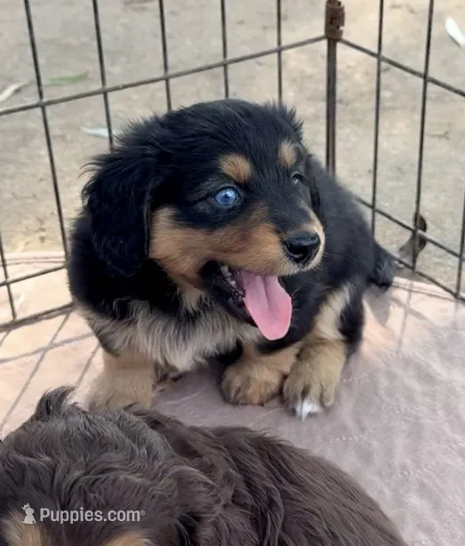 Aussie-Doxie Blk Tri Girl 4 – Dachshund, Miniature Australian Shepherd puppy for sale in Burkesville, KY