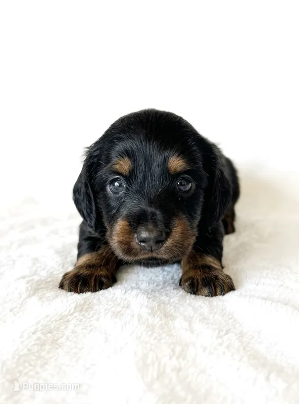 Greta’s Girl – Dachshund, Miniature Dachshund puppy for sale in Burkesville, KY