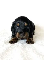 Greta’s Girl, a female Dachshund and Miniature Dachshund for sale in Burkesville, KY – 1 of 5