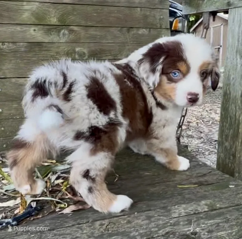 Mr. Pepper – Miniature Australian Shepherd puppy for sale in Burkesville, KY