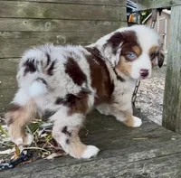 Mr. Pepper, a male Miniature Australian Shepherd for sale in Burkesville, KY – 1 of 7