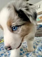 Frankie, a male Miniature Australian Shepherd for sale in Burkesville, KY – 2 of 7