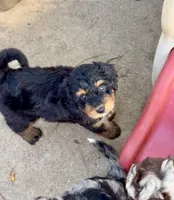 Willow, a female Miniature Aussiedoodle for sale in Burkesville, KY – 4 of 7