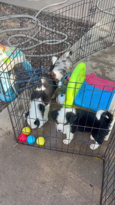 Patch, a male Australian Shepherd for sale in Burkesville, KY – 5 of 7