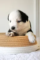 Buddy Blue Eyed Boy, a male Miniature Australian Shepherd for sale in Burkesville, KY – 3 of 10