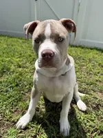 Aries, a male American Staffordshire Terrier and American Pit Bull Terrier for sale in White Plains, MD – 2 of 3