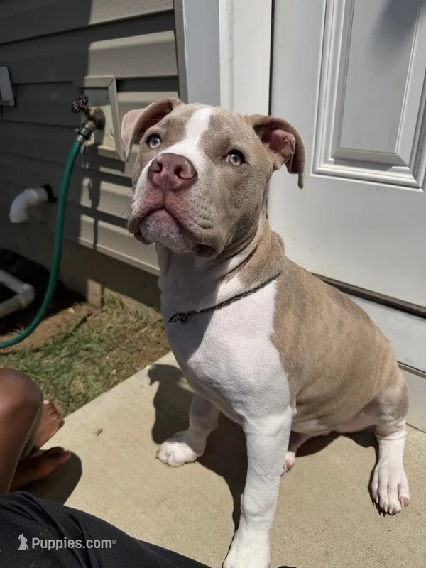 Aries – American Staffordshire Terrier, American Pit Bull Terrier puppy for sale in White Plains, MD