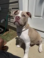 Aries, a male American Staffordshire Terrier and American Pit Bull Terrier for sale in White Plains, MD – 1 of 3