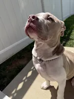 Aries, a male American Staffordshire Terrier and American Pit Bull Terrier for sale in White Plains, MD – 3 of 3