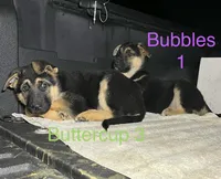 Bubbles , a female German Shepherd Dog for sale in Santa Ana, CA – Photo 4 of 4