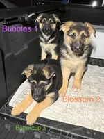 Bubbles , a female German Shepherd Dog for sale in Santa Ana, CA – Photo 3 of 4