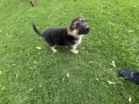 Blossom , a female German Shepherd Dog for sale in Santa Ana, CA – Photo 5 of 5