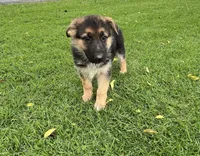 Blossom , a female German Shepherd Dog for sale in Santa Ana, CA – Photo 1 of 5