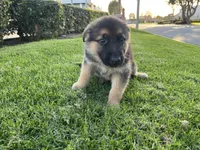 Blossom , a female German Shepherd Dog for sale in Santa Ana, CA – Photo 2 of 5