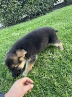 Blossom , a female German Shepherd Dog for sale in Santa Ana, CA – Photo 3 of 5